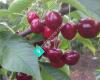 Plum Cottage - Cherries