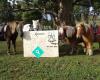 PONY RIDES