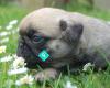 PUG Puppies  For Sale Waitakere