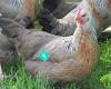 Pukeko Paddock - Poultry, Craft and Quail