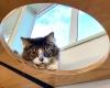 Purrville Cat Hotel