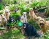 Rachels Walking Woof Woofs