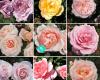 Rangiwahia Home and Garden Club - est 1974