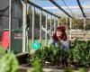 Red Lid Garden Bins & Bags