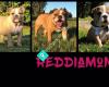 Reddiamond Kennels