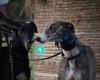 Rehoming Greyhounds - Hounds 4 Homes