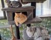Riverside Cattery
