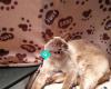 Riverside Cattery Luxury Cat Accommodation