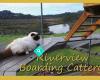 Riverview Boarding Cattery