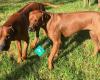 Sandridge Rhodesian Ridgebacks