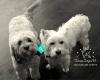 Showdogs NZ Dog Daycare
