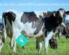SIDF Dairy Livestock Brokers