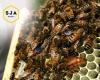 SJA Honey - Commercial Live Bee Suppliers