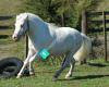 Snow Balls- Minature Horse Stallion