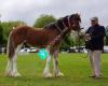 Somerton Park - Clydesdale Stud