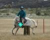 Songlands Connemara and Welsh Ponies