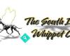South Island Whippet Club