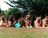 Southland German Shepherd Dog Club