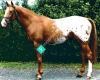 Sunspot Appaloosa Sport Horse Stud