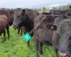 Sustainable Beef New Zealand