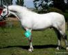 Talisman Farm Sport Horses & Ponies