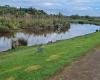 Tauranga Wetlands