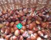 Te Horo Prickley Nuts- Fresh Chestnuts