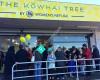 The Kowhai Tree - Silverdale