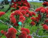 The Pohutukawa Coast Website