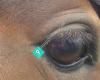 Through the Horse's Eye Equine Assisted Therapy