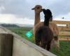 True North Farm Alpacas & Wiltshire Sheep