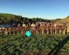 Tui Ridge Pheasants