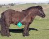 Tullamore Shetland Pony Stud