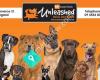 Unleashed Dog Day Care Whangarei