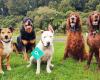 Unleashed Dog Walking