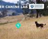 UoA Clever Canine Lab