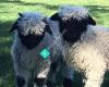 Valais Blacknose Sheep - Parkdale, New Zealand