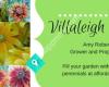 Villaleigh Plants