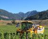 VinLink Marlborough Limited