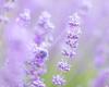 Wānaka Lavender Farm