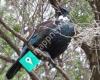 Waiheke Bird and Nature Tours