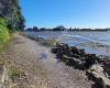 Waikareao Estuary Walkway