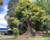 Waitakere Kindergarten