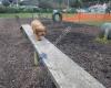 Wakari Dog Park