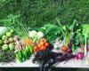 Wanaka Willows, Naturally Grown Vegetables For The Community.