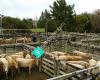 Wellsford Saleyards