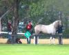 Wembleybrook Sport Horses