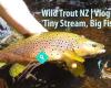 Wild Trout NZ