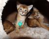Wildvalley Abyssinians