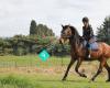 Willow Gully Horse Training